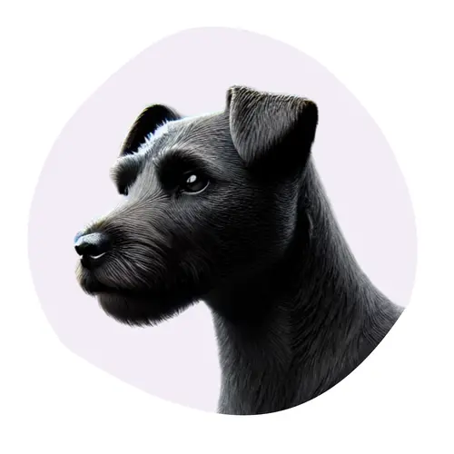 Patterdale Terrier